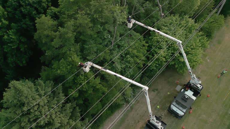 Best Fruit Tree Pruning  in Aviston, IL